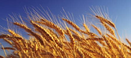 Перспективы фьючерса на пшеницу