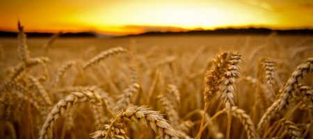 Российская пшеница становится все дороже